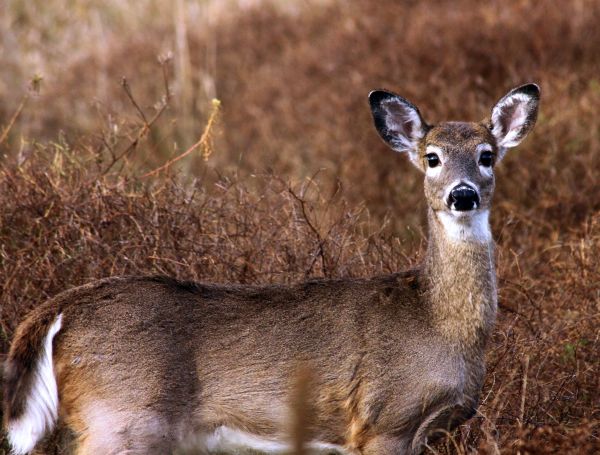 Eastern Whitetail Doe